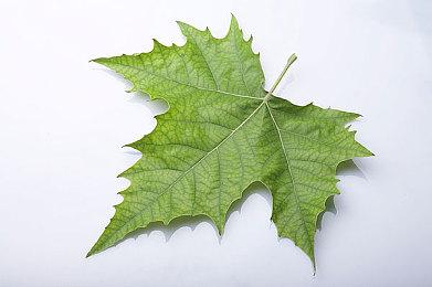 又要重新开始玩了 《博德之门3》主机版新增一批MOD